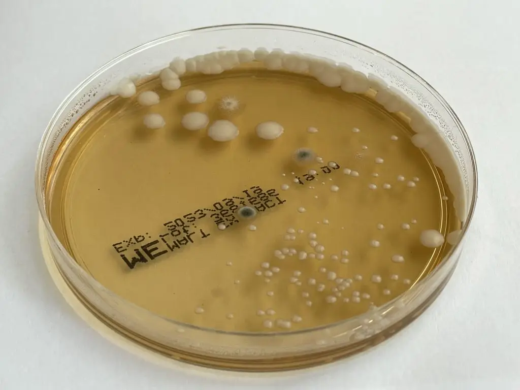 Petrischale mit Keimwachstum – Nachweis mikrobiologischer Belastung im Portfolio der ServiceWerke Torgau